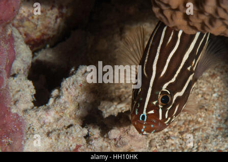 Sixstriped soapfish, Grammistes sexlineatus, Serranidae, Red Sea, Sharm el-Sheikh, Egypt Stock Photo