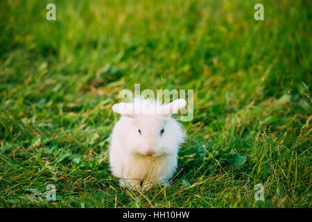 Cute Dwarf Lop-Eared Decorative Miniature Snow-White Fluffy Rabbit Bunny Mixed Breed With Blue Eyes Sitting In Bright Green Grass Of Garden, Copyspace Stock Photo