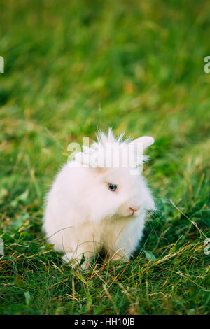 Close Profile Of Cute Dwarf Lop-Eared Decorative Miniature Snow-White Fluffy Rabbit Bunny Mixed Breed With Blue Eyes Sitting In Bright Green Grass In Stock Photo
