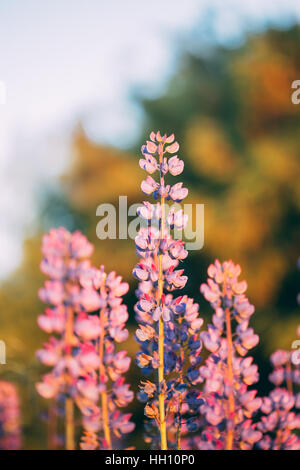 Close Up Wild Flowers Lupine. Lupinus, Commonly Known As Lupin Or Lupine, Is A Genus Of Flowering Plants In The Legume Family, Fabaceae. Stock Photo