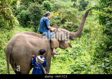 Man riding Asian elephant (Elephas maximus) on jungle trail, Thai Elephant Home elephant farm, Keudchang Maetang, Chiang Mai, Thailand Stock Photo