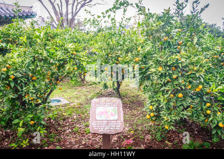 Tangerine orange farm in Jeju island, South Korea Stock Photo