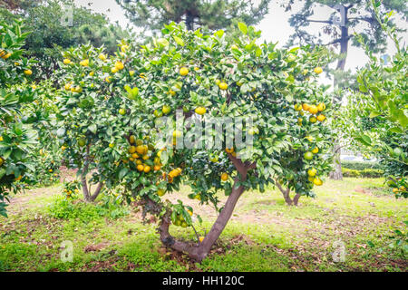 Tangerine orange farm in Jeju island, South Korea Stock Photo