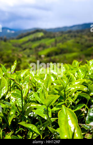 Close up of tea bush leaves, Cameron highands, Malaysia Stock Photo