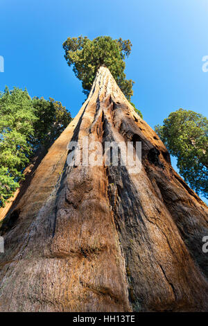 Bottom view on Huge Redwood Tree Stock Photo