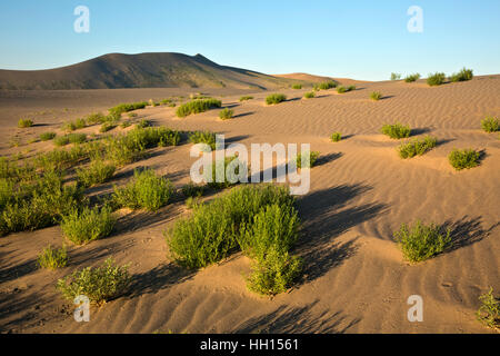 ID00664-00...IDAHO - Early morning on the sand dune at Bruneau Dunes State Park. Stock Photo