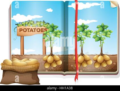 Potatoes farm scene in the book illustration Stock Vector
