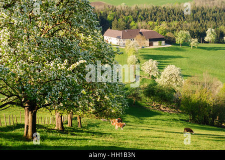 St. Georgen in der Klaus: farms and flowering fruit trees, Mostviertel, Niederösterreich, Lower Austria, Austria Stock Photo