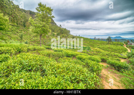 Sri Lanka: highland tea plantations in Nuwara Eliya Stock Photo