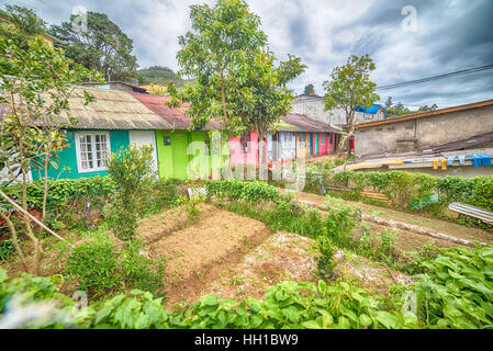 Sri Lanka, Nuwara Eliya: houses of farmers in tea plantations Stock Photo