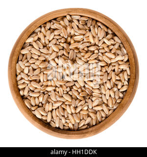 Spelt without husks in wooden bowl. Triticum spelta, also dinkel or hulled wheat, a staple and rediscovered relict crop. Stock Photo