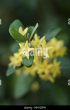 Corokia x virgata 'Yellow Wonder' Stock Photo
