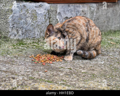 Wary stray cat, kitten eating cat biscuits! Licking lips. Stock Photo