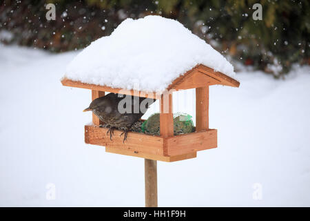 female of Common blackbird (Turdus merula) feeding in simple homemade wooden bird feeder, birdhouse installed on winter garden in snowy day Stock Photo