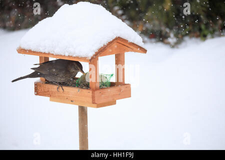 female of Common blackbird (Turdus merula) feeding in simple homemade wooden bird feeder, birdhouse installed on winter garden in snowy day Stock Photo