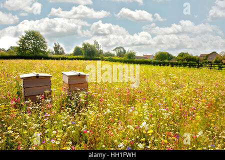 Bee Hives in a vibrant flower meadow with a blue sky and fluffy white clouds, Stock Photo