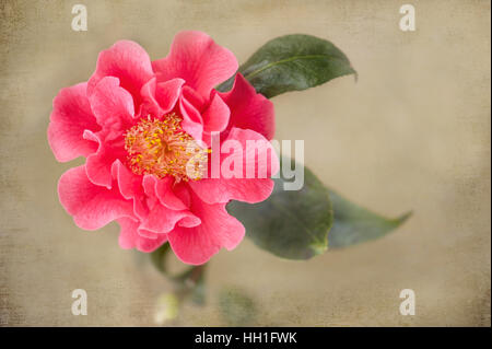 The beautiful Rose pink flower of  Camellia Francie L with a soft textured background. Stock Photo