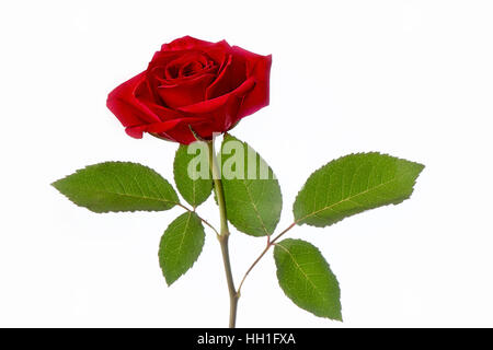 Close-up, high-key image of a single vibrant red Rose flower, rosa a symbol of love and romance on Valentine's day. Stock Photo