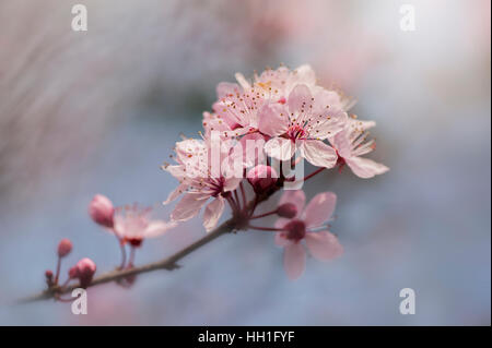 The beautiful pink spring blossom of the Black Cherry Plum Tree also known as Prunus Cerasifera Nigra, taken against a blue sky and soft background Stock Photo