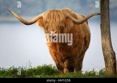 Highland cattle in the hills Stock Photo