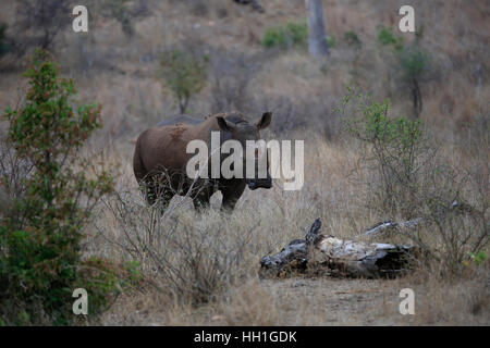 Rhinoceros (Ceratotherium simum) standing in the bush in Kruger National Park, South Africa Stock Photo