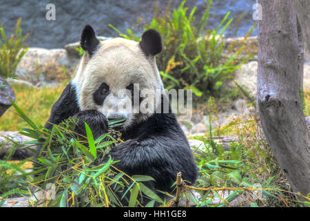 Xin Xin the giant Panda watching me while eating some bamboo in  Seac Pai Van Park, Seac Pai Van Park, Stock Photo