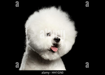 Close-up portrait of white bichon frise dog with groomed fur like ball head isolated on black background, front view Stock Photo