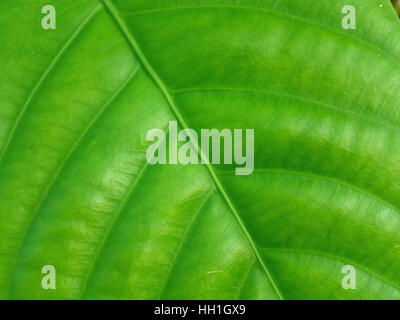 Closed up Texture of Vivid Green Tropical Tree Leaf in the Afternoon Sun Light Stock Photo