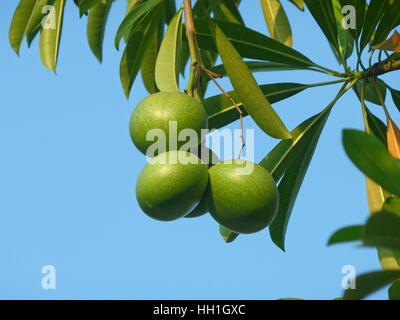 Three Green Pong-Pong Tree Fruits with Green Leaves Against Sunny Blue Sky Stock Photo