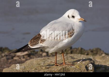 Black-headed gull in winter plumage Stock Photo