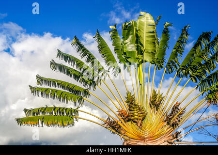 Ravenala palm called also travelers tree, the  symbol of Madagascar Stock Photo
