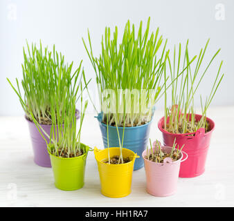 Fresh green grass in bright multi-colored buckets. Veganism and the concept of environmental protection Stock Photo