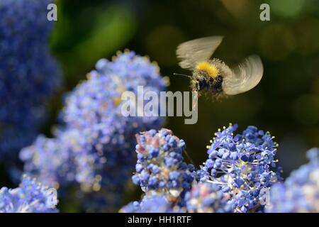 Early bumblebee (Bombus pratorum) worker flying in to nectar on Ceanothus flowers in a garden planted to attract pollinators, UK Stock Photo