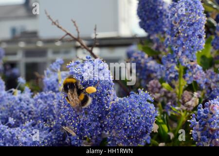 Buff-tailed bumblebee (Bombus terrestris) nectaring on Ceanothus flowers in a garden planted with flowers for pollinators, Kent. Stock Photo