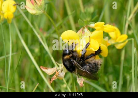 Reintroduced Short-haired bumblebee (Bombus subterraneus) nectaring on Birdsfoot trefoil flowers (Lotus corniculatus), Kent, UK Stock Photo