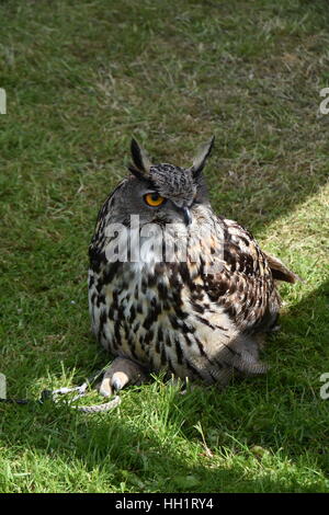 European Eagle Owl Stock Photo