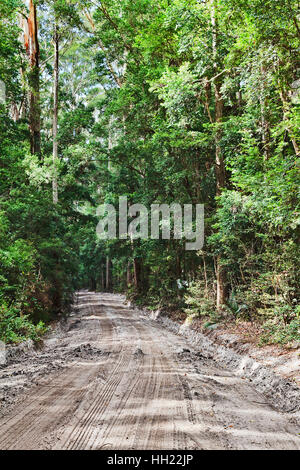 Dense deep evergreen rain-forest on Fraser Island in Queensland, Australia. Dirt 4wd sandy unsealed road suitable for trucks only. Stock Photo
