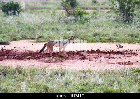 Jackal walking in the tall grass in Tsavo East Park in Kenya Stock Photo