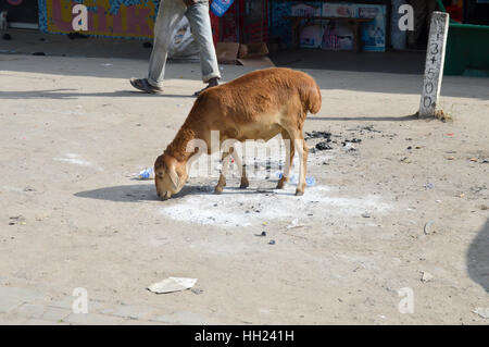 Brown goat looking for rest of food in a village on the road from Mombassa to Nairobi Stock Photo