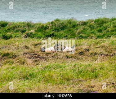 Two Icelandic sheep resting in the grass. Stock Photo