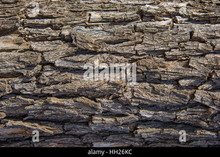Seamless tree bark background. Brown tileable texture of the old tree. Stock Photo