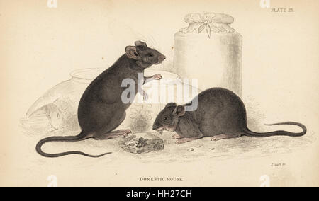 Domestic mouse, Mus musculus. Handcoloured steel engraving by Lizars after an illustration by James Stewart from William Jardine's Naturalist's Library, Edinburgh, 1836. Stock Photo