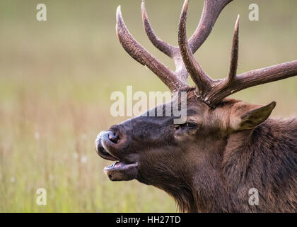 Bull Elk Bugles Close Up with blurry field in background Stock Photo