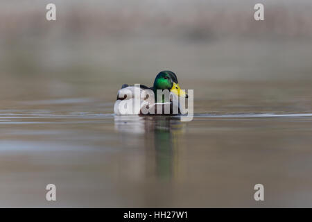 natural male mallard duck (Anas platyrhynchos) swimming in water Stock Photo