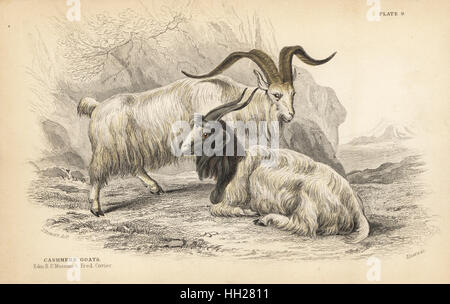 Cashmere goat, Capra hircus lanigera. Edinburgh Royal University Museum and Frederick Cuvier. Handcoloured steel engraving by Lizars after an illustration by James Stewart from William Jardine's Naturalist's Library, Edinburgh, 1836. Stock Photo