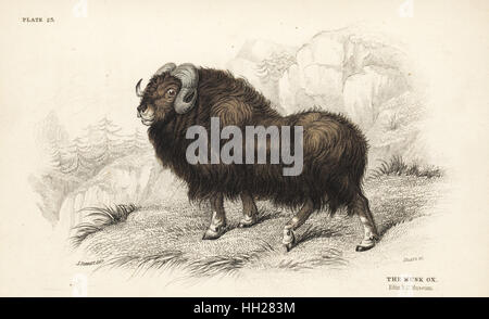 Musk ox or muskox, Ovibos moschatus. From a specimen in the Edinburgh Royal University Museum. Handcoloured steel engraving by Lizars after an illustration by James Stewart from William Jardine's Naturalist's Library, Edinburgh, 1836. Stock Photo