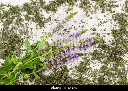 Mint tea herbs with flowers on a wooden table Stock Photo