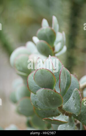 Crassula arborescens Stock Photo