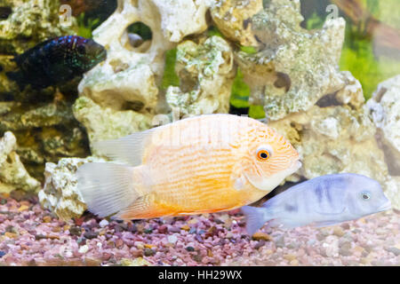 Photo of exotic fishes in zoo aquarium Stock Photo