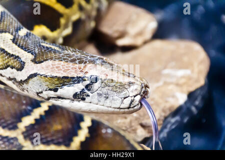 Photo of python head with put out tongue Stock Photo